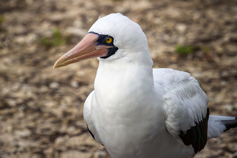 25GALNazcaBooby_3950.jpg