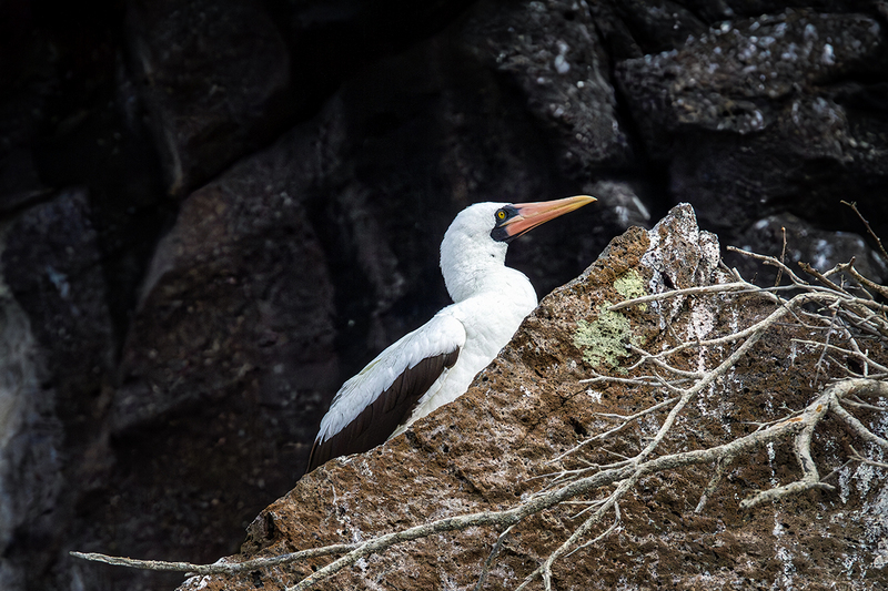 25GALNazcaBooby_3957.jpg