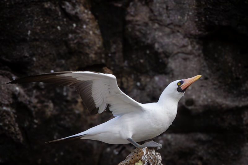 25GALNazcaBooby_3973.jpg