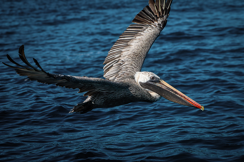 25GALPelican_0835.jpg