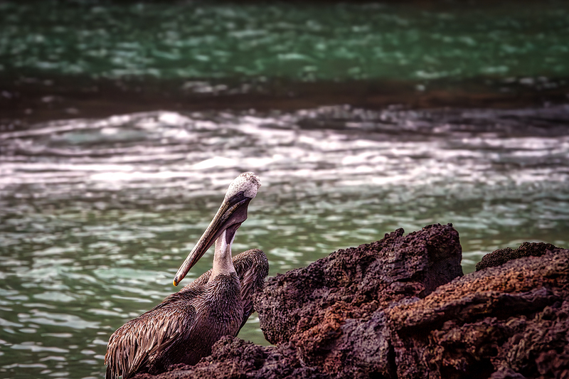 25GALPelican_3719.jpg