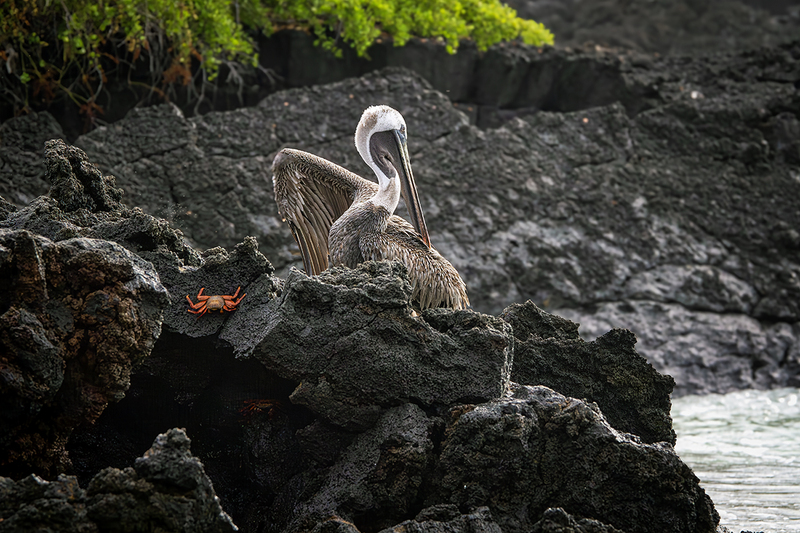 25GALPelican_3725.jpg
