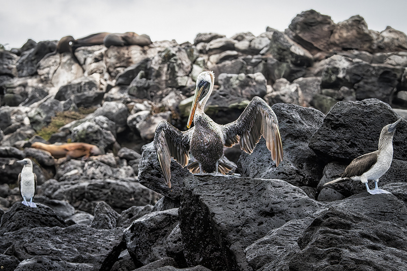 25GALPelican_3738.jpg