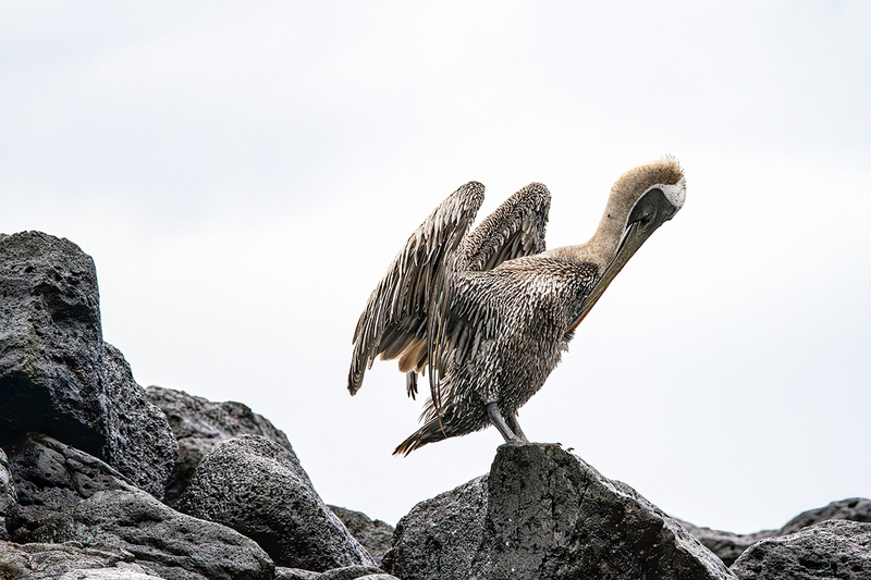 25GALPelican_3762.jpg