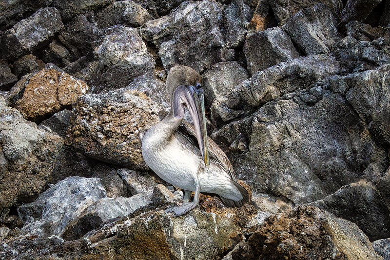 25GALPelican_4204.jpg