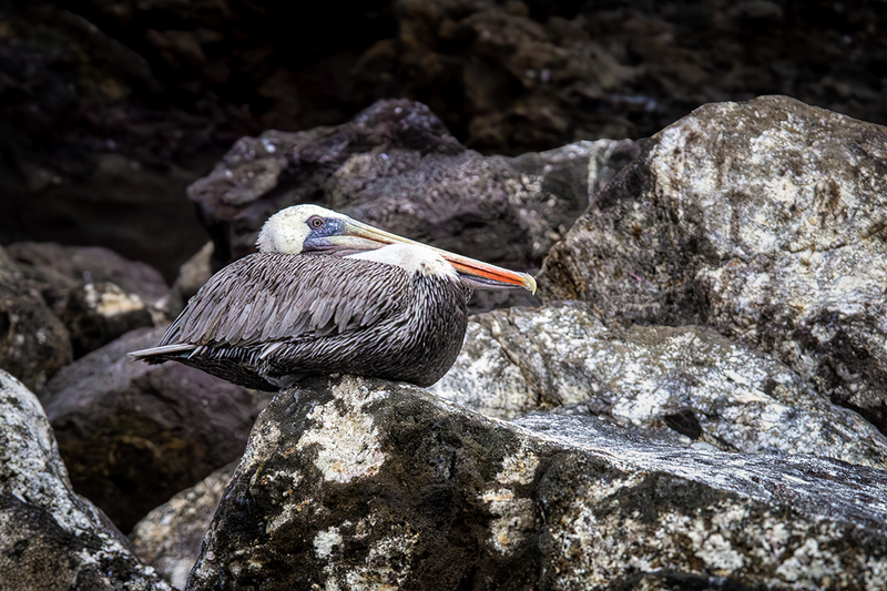 25GALPelican_4277.jpg