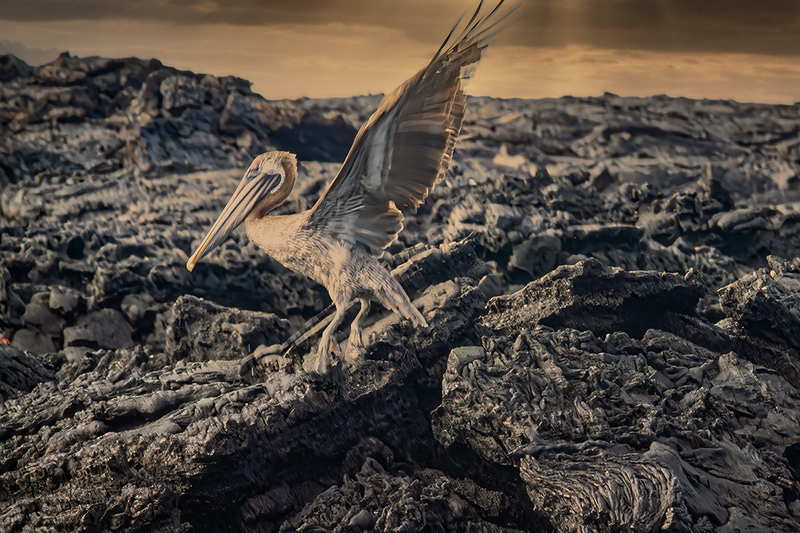 25GALPelican_4312.jpg