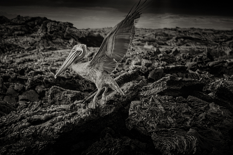 25GALPelican_4312g.jpg