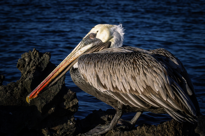 25GALPelican_4467.jpg