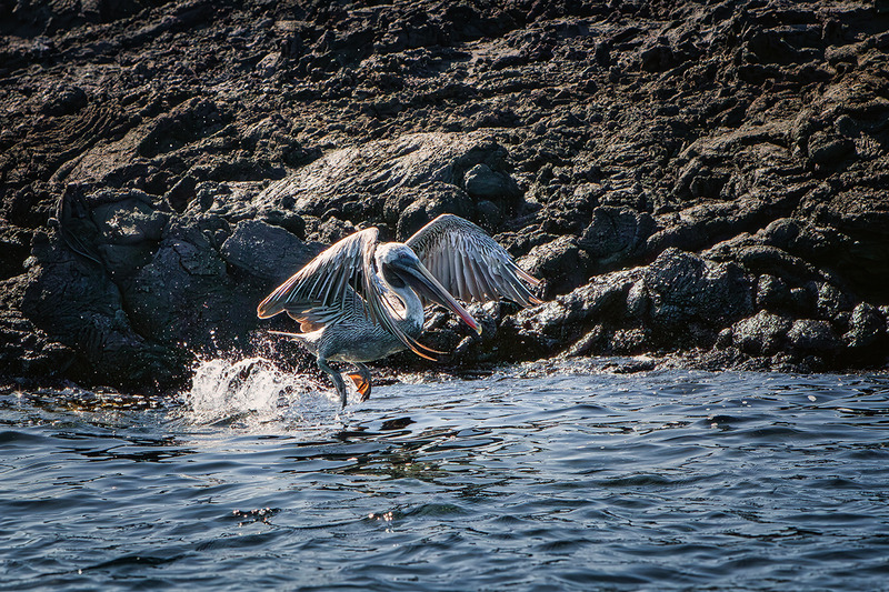 25GALPenguin_0801.jpg