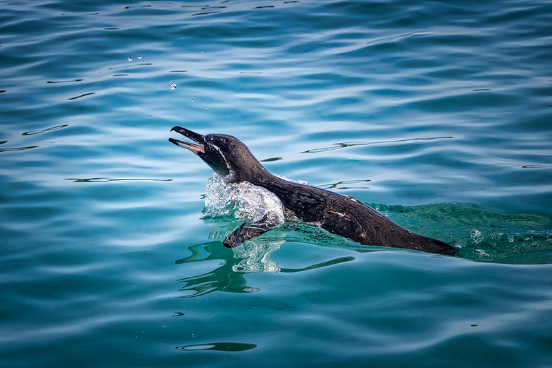 25GALPenguin_4314.jpg