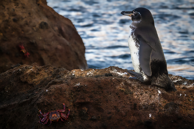 25GALPenguin_4505.jpg