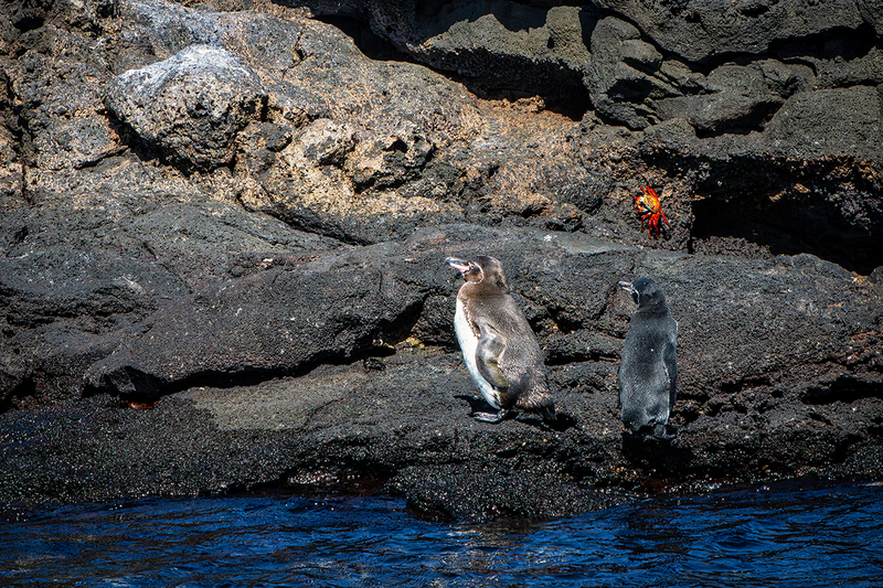 25GALPenguins_0767.jpg