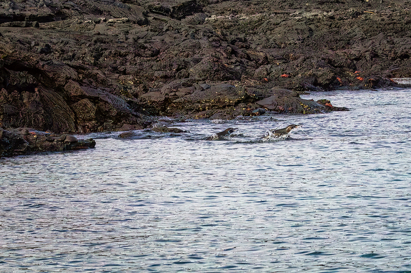 25GALPenguins_4285.jpg