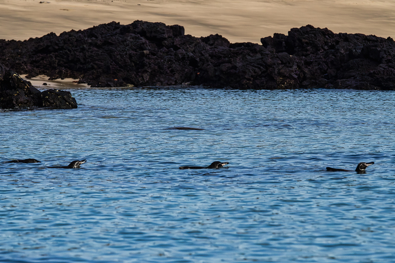 25GALPenguins_4346.jpg