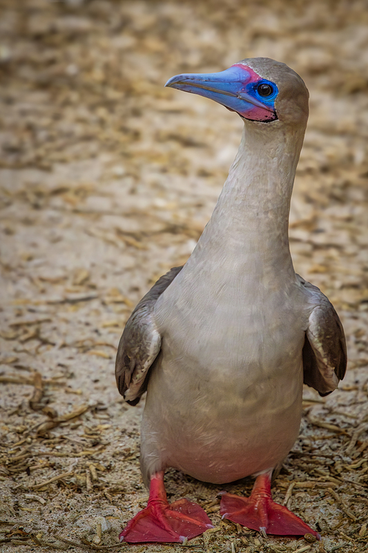 25GALRedFootedBoobie_3977.jpg