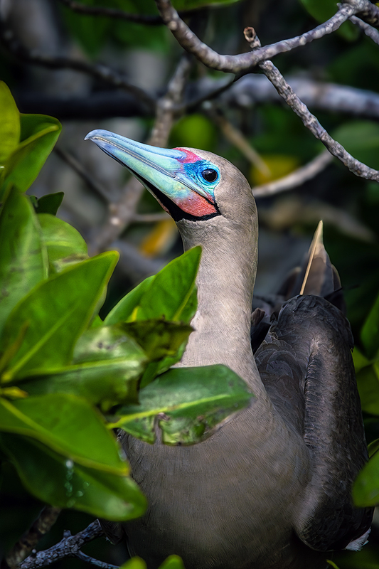 25GALRedFootedBoobie_3989.jpg