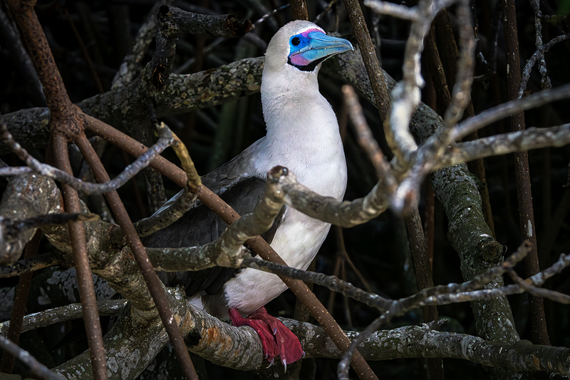 25GALRedFootedBoobie_4089.jpg