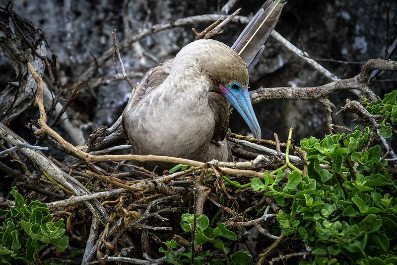 25GALRedFootedBooby_3932.jpg