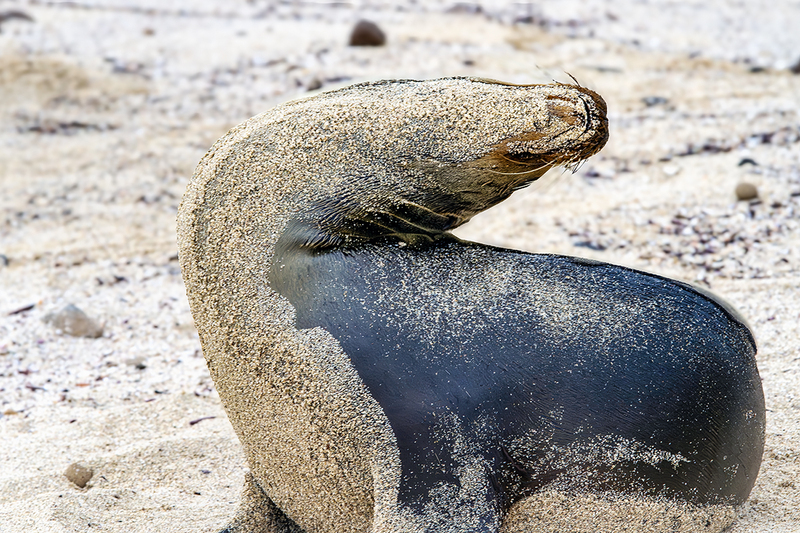 25GALSandySeaLion_3633.jpg :: Sea Lion, Galapagos, Ecuador 2025