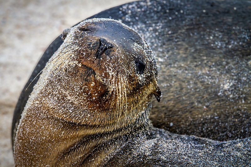25GALSandySeaLion_3691.jpg :: Sea Lion, Galapagos, Ecuador 2025