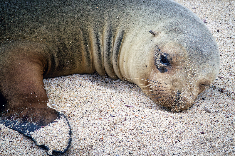 25GALSeaLion_3644.jpg :: Sea Lion, Galapagos, Ecuador 2025