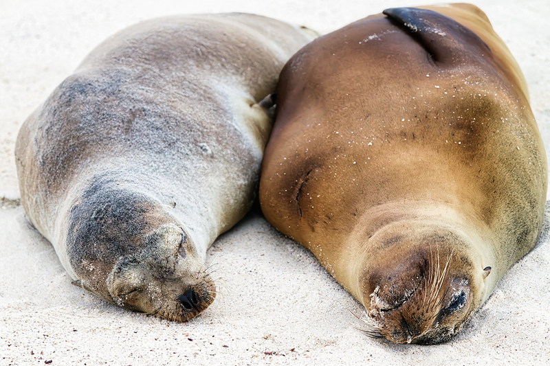 25GALSeaLion_3657.jpg
