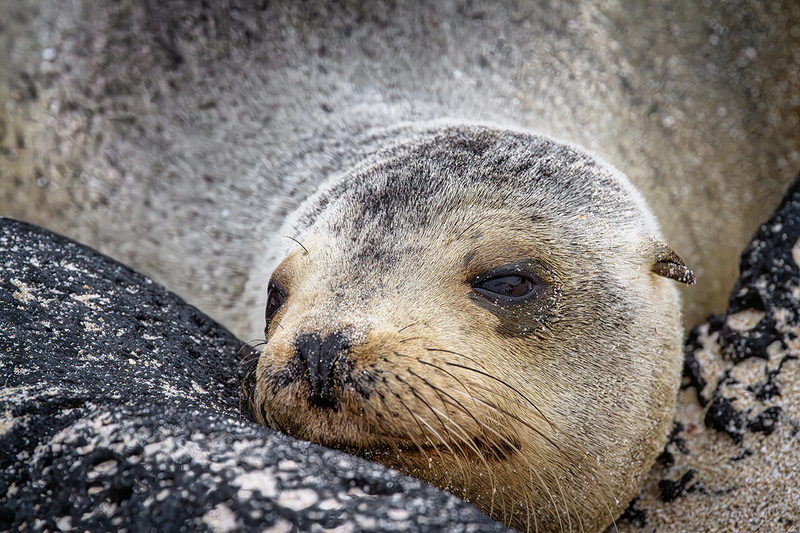 25GALSeaLion_3666.jpg :: Sea Lion, Galapagos, Ecuador 2025