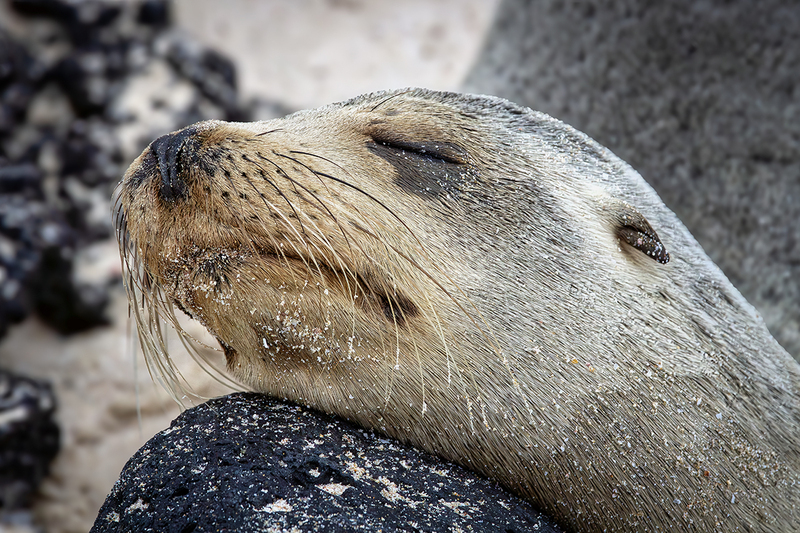 25GALSeaLion_3668.jpg :: Sea Lion, Galapagos, Ecuador 2025