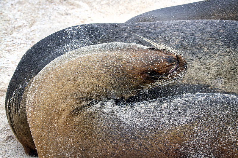 25GALSeaLion_3694.jpg :: Sea Lion, Galapagos, Ecuador 2025