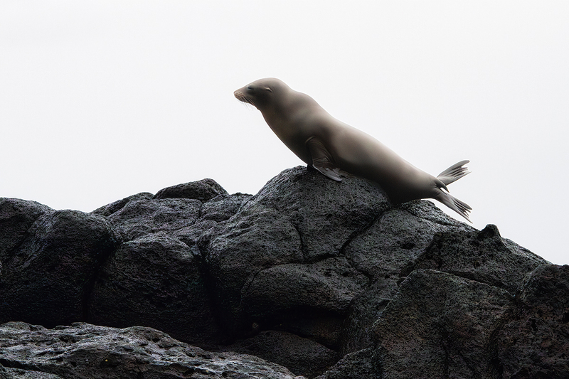 25GALSeaLion_3741.jpg :: Sea Lion, Galapagos, Ecuador 2025