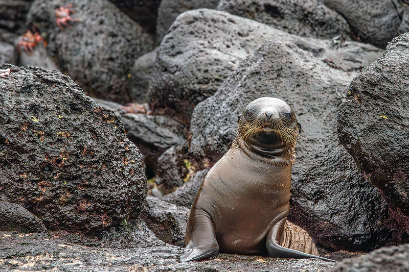 25GALSeaLion_3754.jpg :: Sea Lion, Galapagos, Ecuador 2025