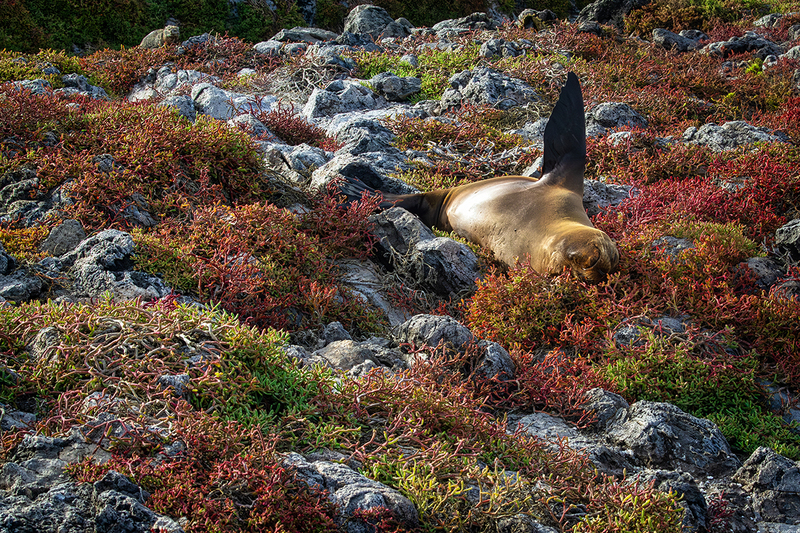 25GALSeaLion_3914.jpg