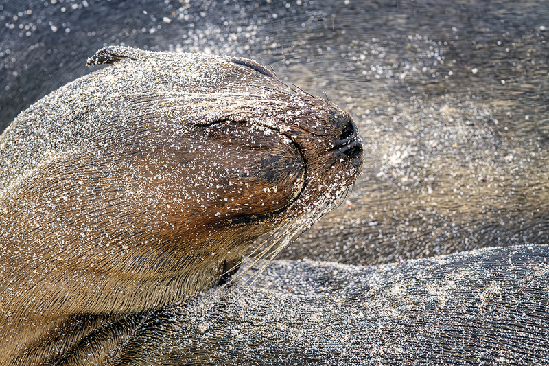 25GALSeaLion_3962.jpg :: Sea Lion, Galapagos, Ecuador 2025