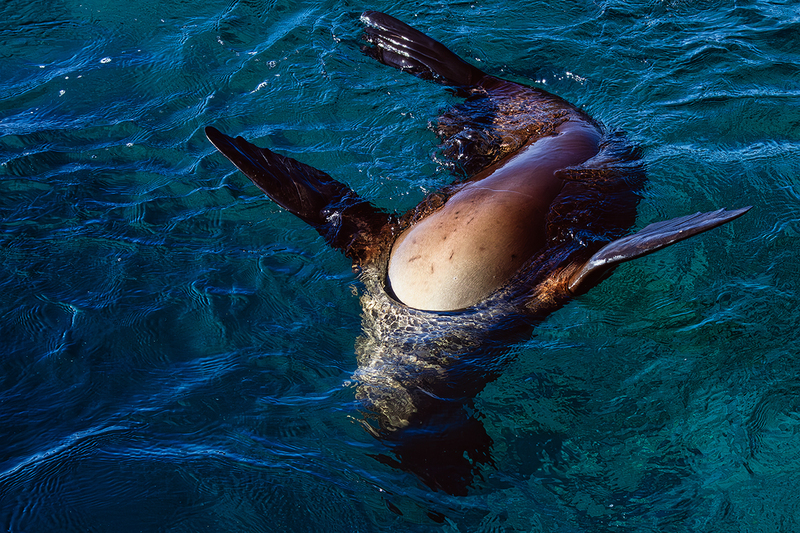 25GALSeaLion_4398.jpg