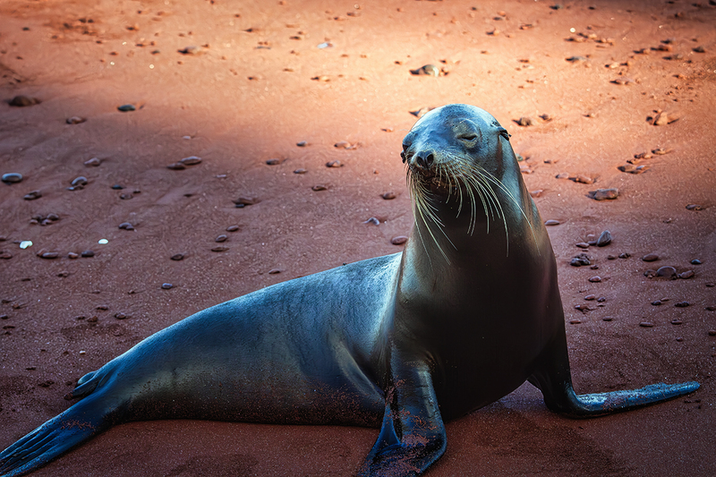 25GALSeaLion_4525.jpg