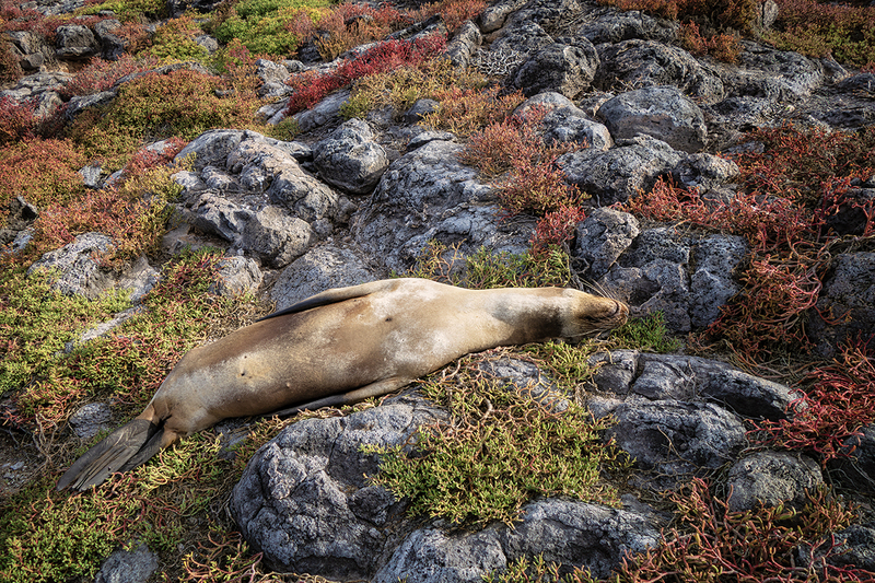 25GALSeaLion_5254.jpg