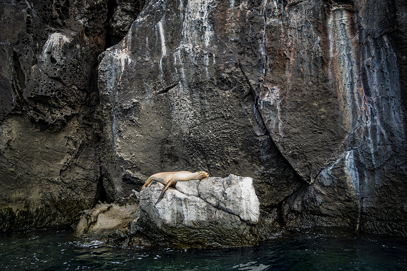 25GALSeaLion_5323.jpg
