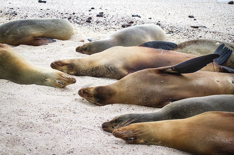 25GALSeaLions_3638.jpg
