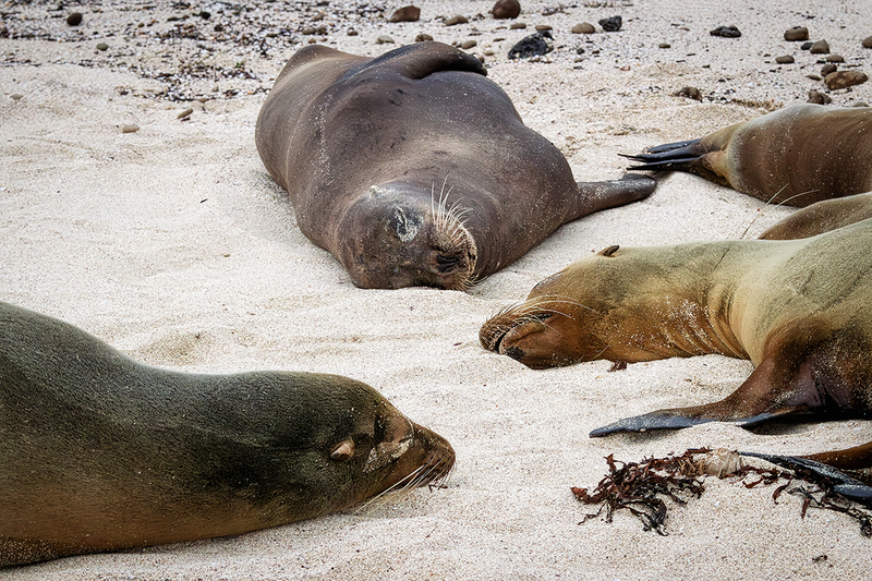 25GALSeaLions_3657.jpg