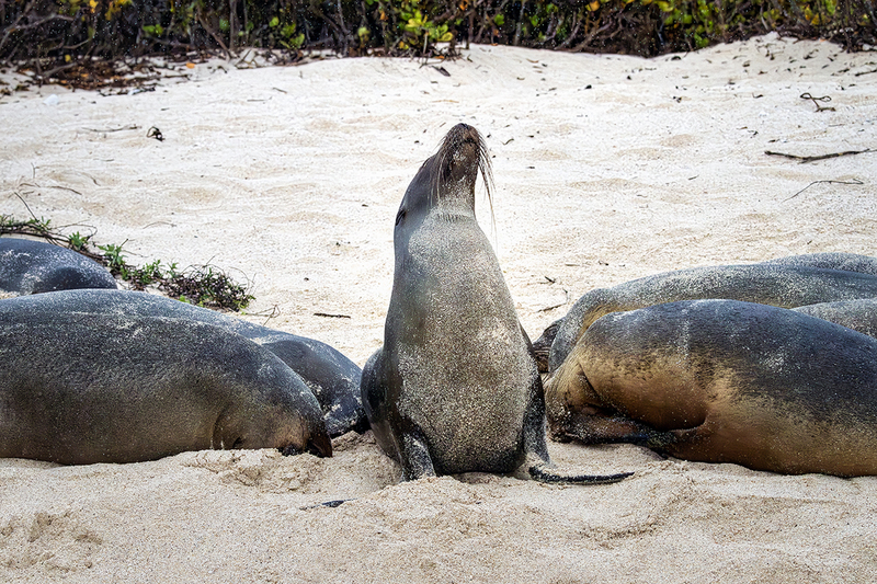 25GALSeaLions_3679.jpg