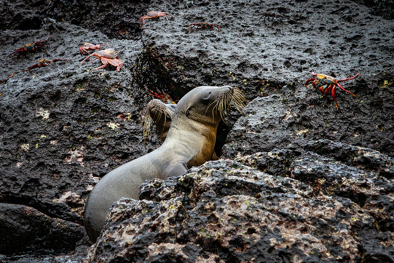 25GALSeaLions_3764.jpg