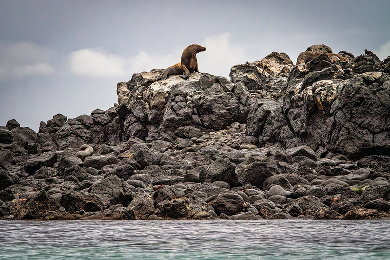 25GALSeaLions_3768.jpg