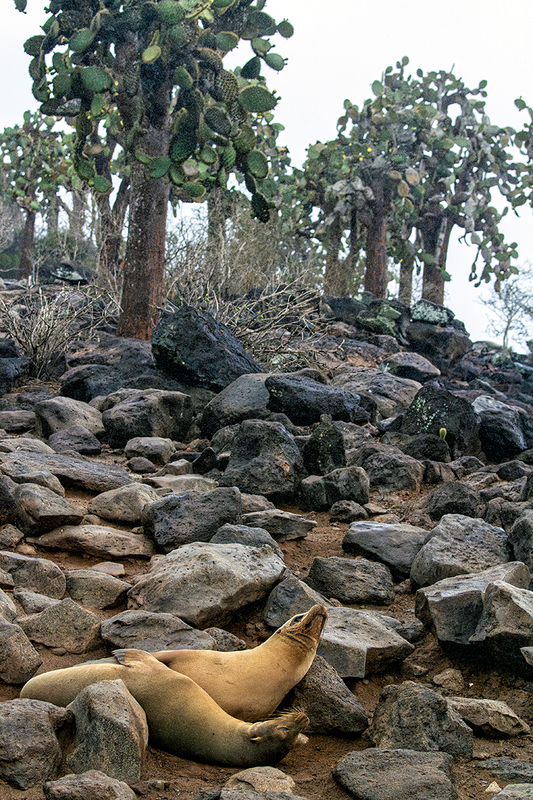 25GALSeaLions_3776.jpg