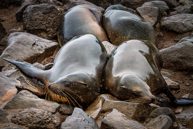 25GALSeaLions_3804.jpg