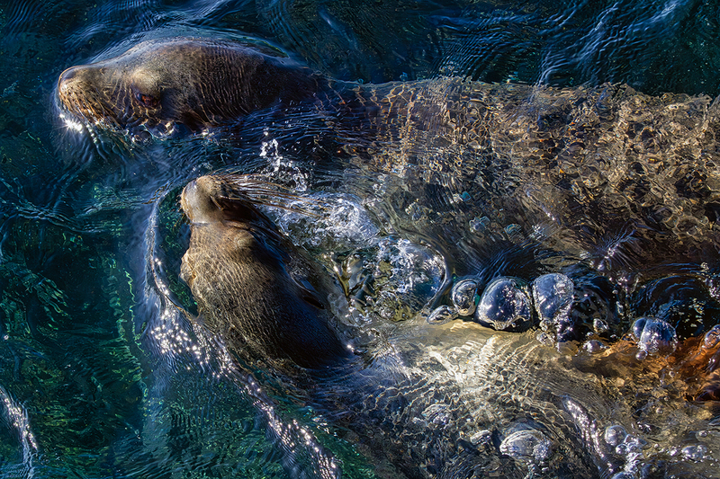 25GALSeaLions_4392.jpg