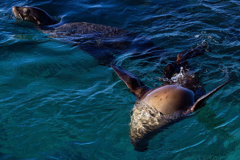 25GALSeaLions_4399.jpg