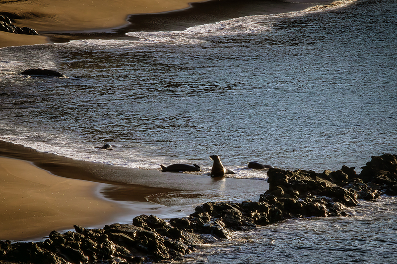 25GALSeaLions_4461.jpg