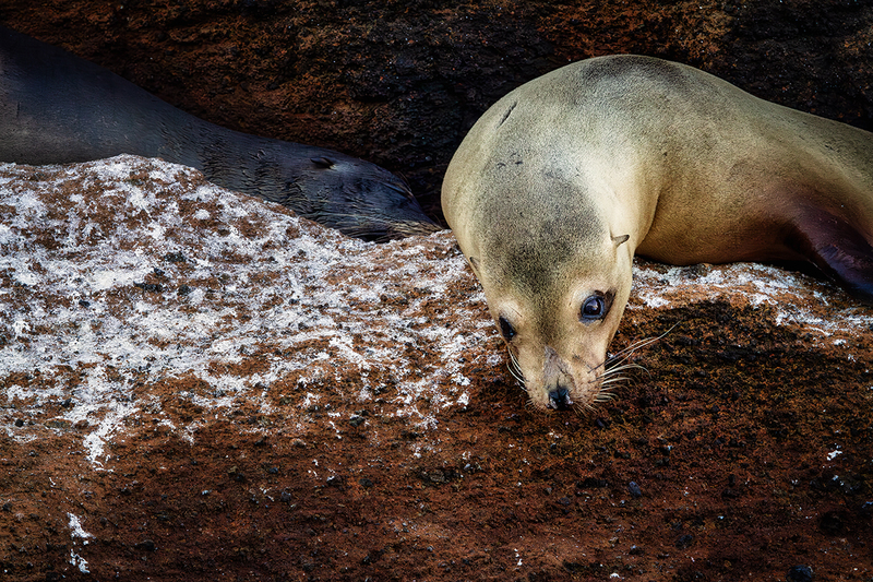 25GALSeaLions_4514.jpg