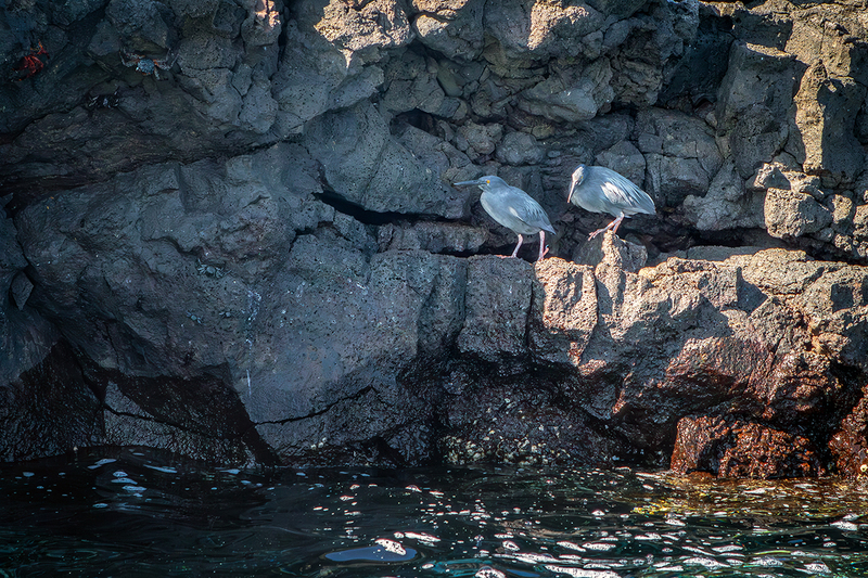 25GALStriatedHeron_0883.jpg
